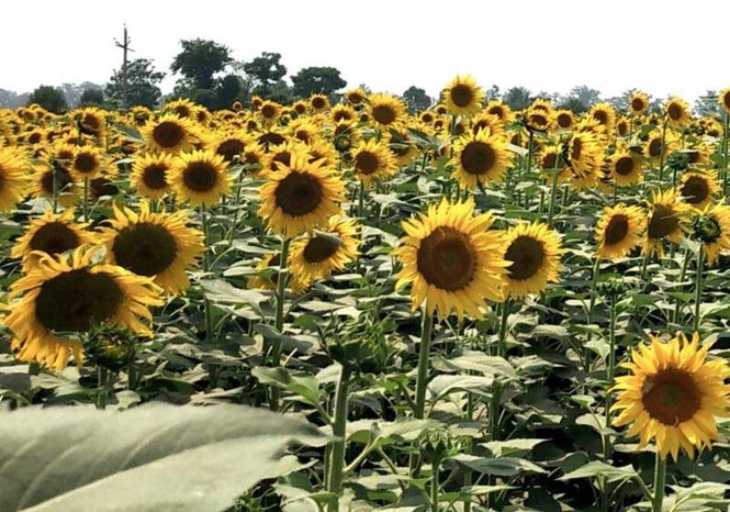 Image from: Sunflower growers get fresh window as Haryana reopens procurement portal for 60 days