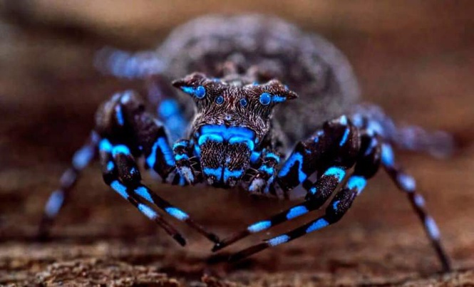 Image from: Glowing Blue Spider Found Among Dozens of Unknown Species in an Uncharted Region of the World