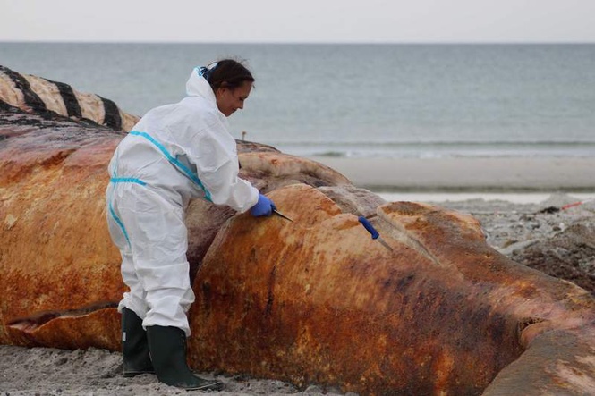 Image from: Beached whale 'Timmy' was female; cause of death still unknown