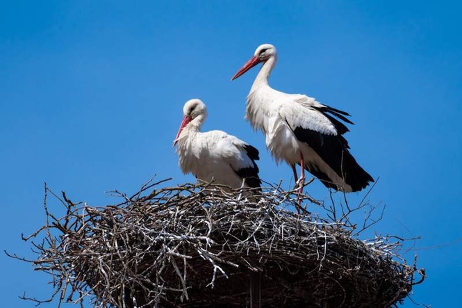 Image from: White storks: why introducing non-native species in rewilding projects can be a good idea