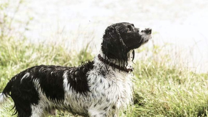 Image from: ‘He was ineffective’: hunters who hanged dog and threw him away sentenced
