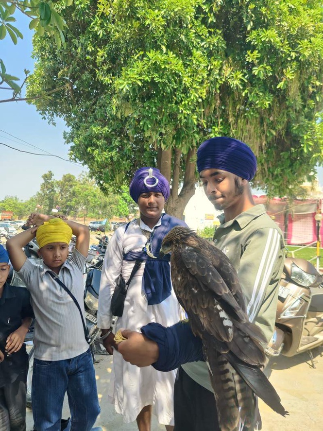 Image from: ‘Baaj’ continues to soar in Sikh imagination despite fading presence