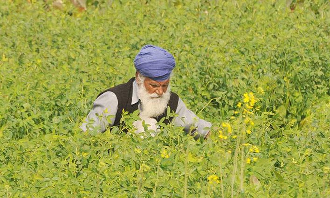 Image from: Row over non purchase of sunflower seeds by commission agents in Haryana