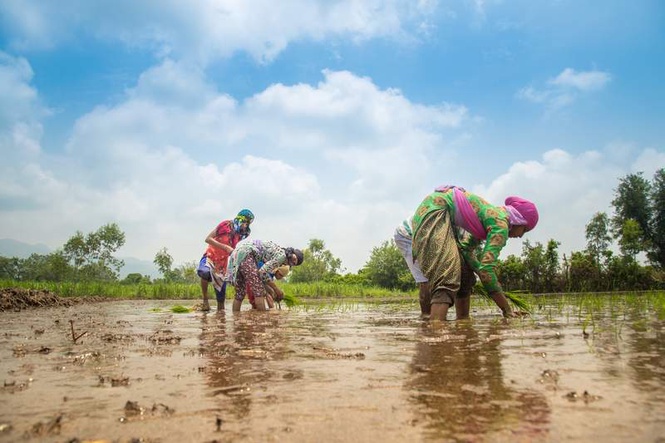 Image from: Over 100-year-old cooperative society transforming lives of farmers in Punjab
