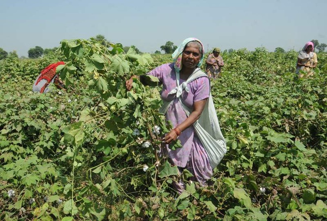 Image from: Why cotton is losing ground in Haryana