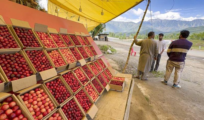 Image from: Rlys transports over 111 tonnes of cherry from Jammu-Katra region