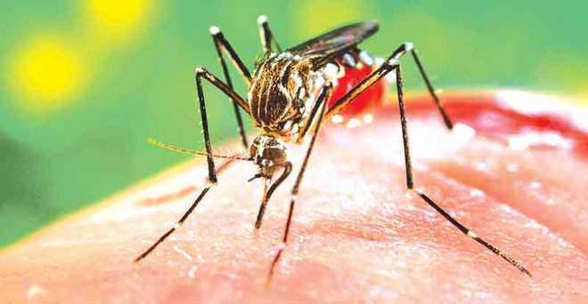Image from: Anti-dengue campaign launched in Jalandhar