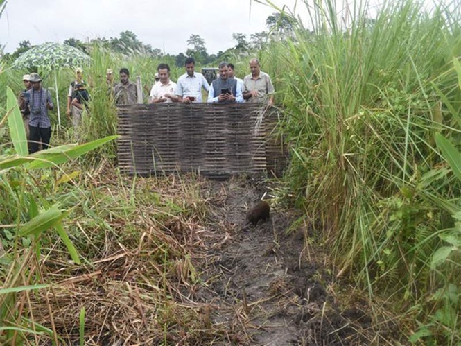 Image from: Assam: 15 more pygmy hogs return to their historical home in Manas National Park