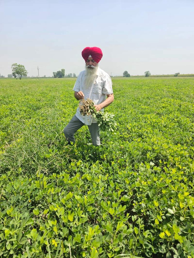 Image from: Retired Kapurthala teacher leads groundnut revival, offers water-saving alternative to spring maize