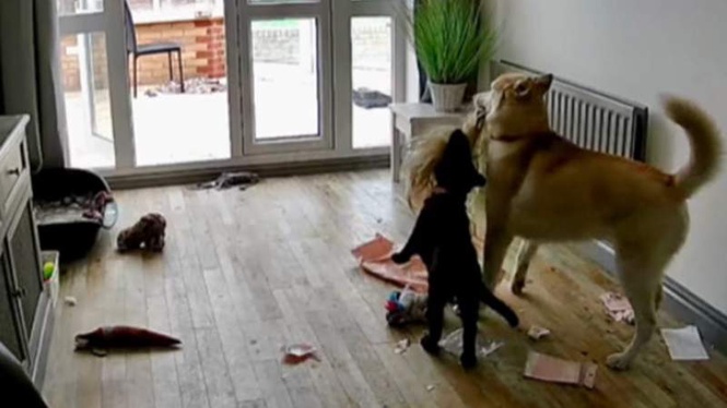 Image from: Owner checks dog cam after a parcel is delivered and finds absolute chaos