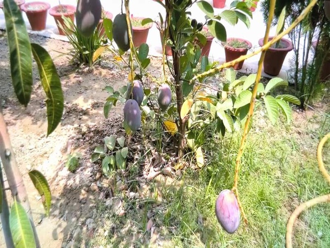 Image from: Ayodhya farmer grows world's most expensive mango in home garden