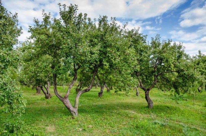 Image from: High temps, low humidity can deter fruit devp: Ludhiana agri varsity experts