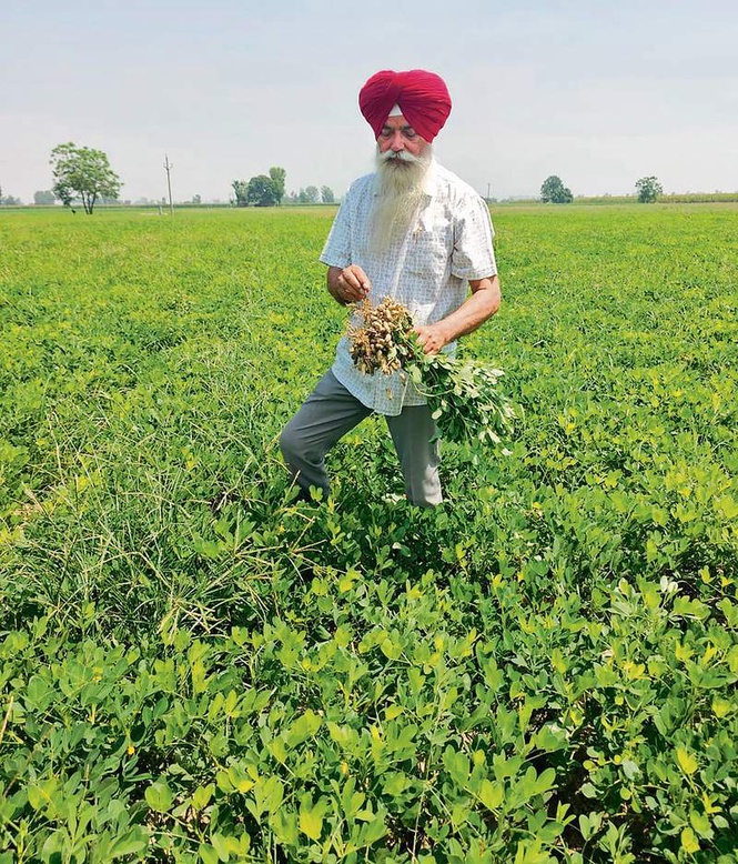 Image from: Amritsar: Ex-teacher leads groundnut revival, offers water-saving alternative to spring maize