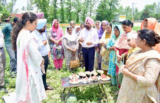 Image from: New watermelon variety ’Punjab Mithas’ promises sweetness and profit for farmers