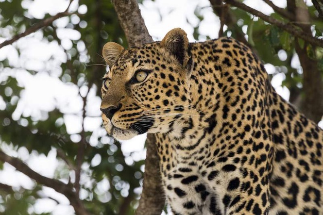 Image from: Leopard kills child in UP’s Dudhwa buffer zone, 7th big-cat victim this year