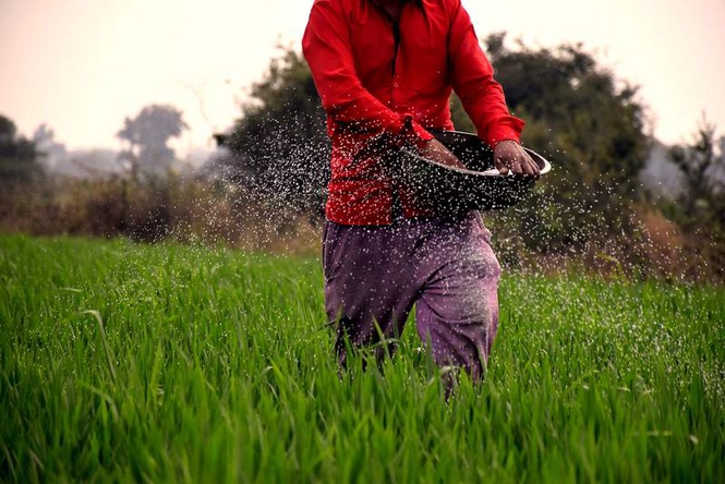 Image from: Wheat output hits all-time high of 120.65 MT in India