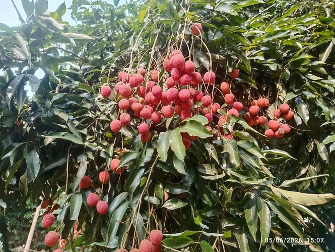 Image from: Piyush Goyal hails export of Assam’s GI-tagged Tezpur litchis to Dubai