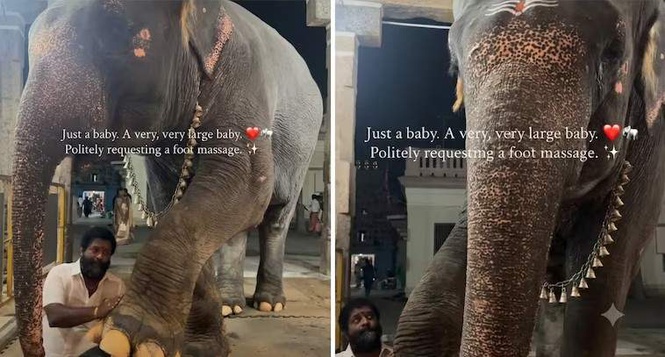 Image from: ’Just a very large baby’: Watch ’Mangalam’ enjoy foot massage at Tamil Nadu temple