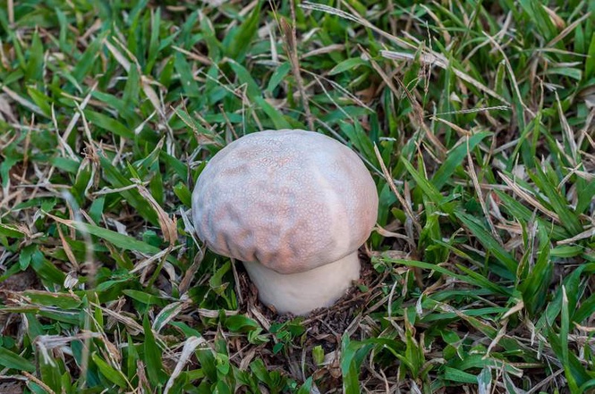 Image from: Rare yellow puffball mushroom found in Arunachal