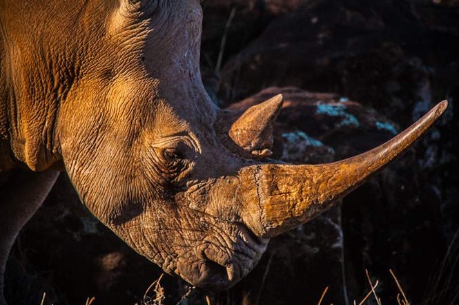 Image from: Rhino horn: why South Africa wants to revive the international trade, and why critics fear the consequences