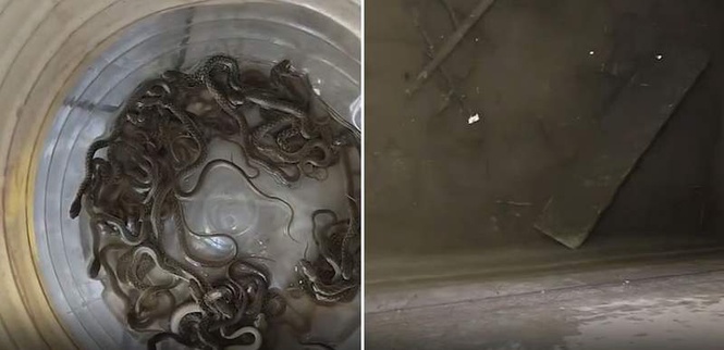 Image from: Caught on camera: 27 baby snakes found crawling inside family’s water tank in Haridwar village