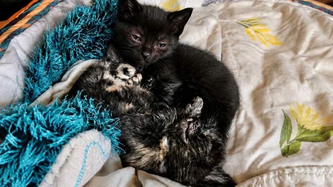Image from: Woman adopts two kittens online and uncovers a web of lies from the seller