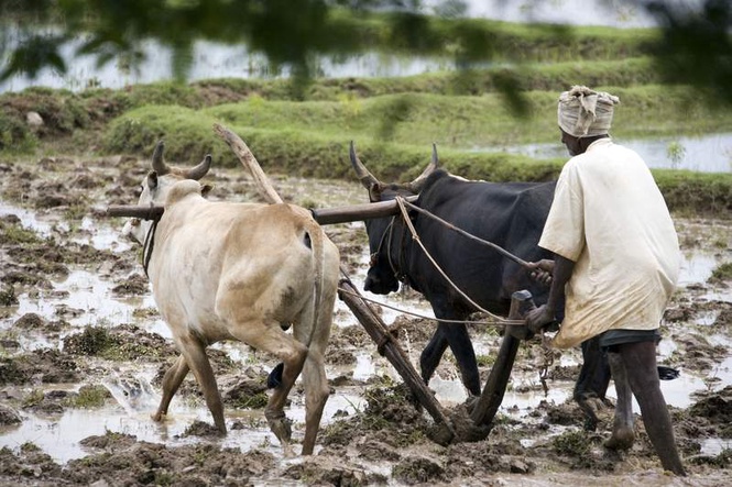 Image from: Farmer couple from Latur driven to pull the plow after bull’s death