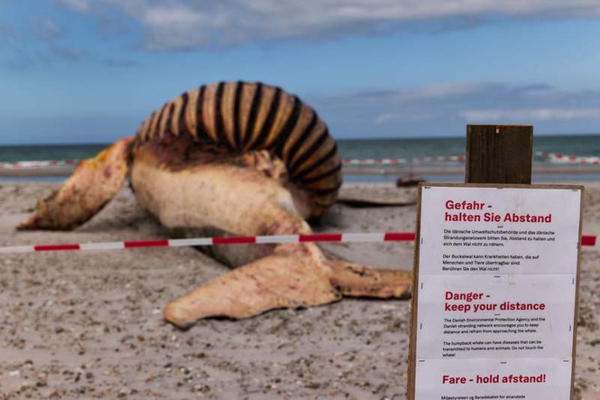 Image from: Bones of beached whale 'Timmy' headed for Copenhagen museum