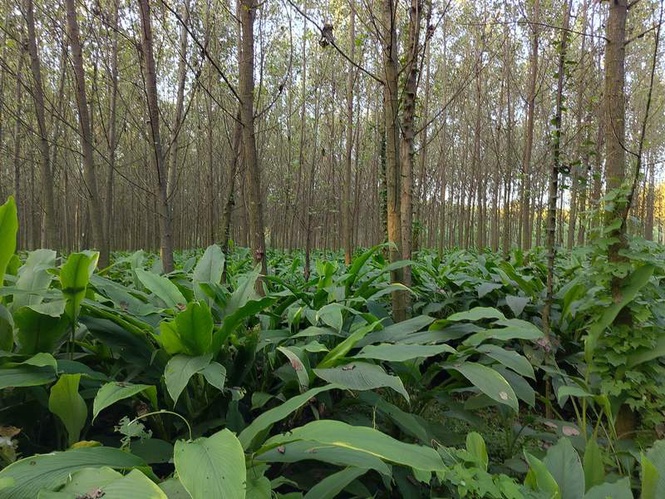 Image from: Bajra replaces cotton in South Haryana fields