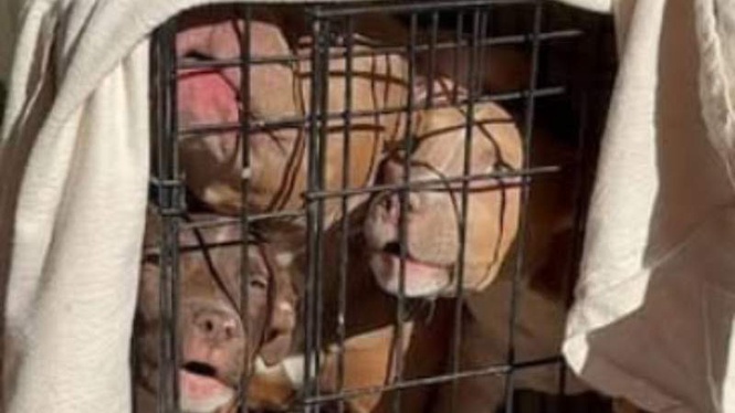 Image from: Dog and her pups left to die in a cage in the middle of nowhere