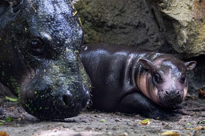 Image from: Berlin zoo's baby hippo named 'Brötchen' part of food-naming trend