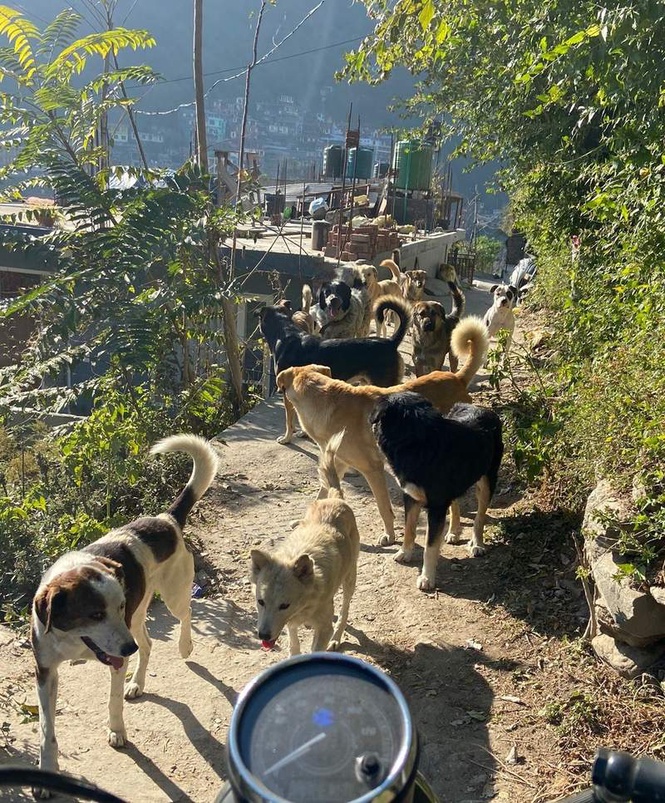 Image from: Stray dog menace grows in Kullu as shelter plan stuck in red-tape limbo