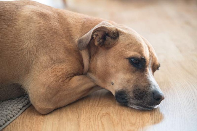 Image from: Online ‘misinformation’ could put pets at risk, warns vet charity
