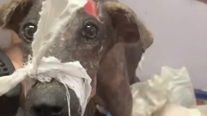 Image from: Dog left for dead in a bin bag has a surprise in store for her rescuers