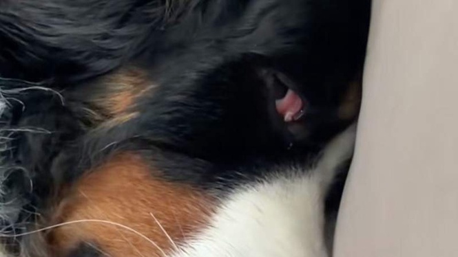 Image from: "He's in mourning": this big dog's reaction to a new baby is priceless