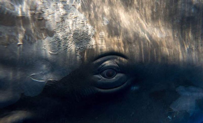 Image from: Scientists Found a 100-Year-Old Unexpected Object Inside a Whale, and the Discovery Helped Estimate Its Age