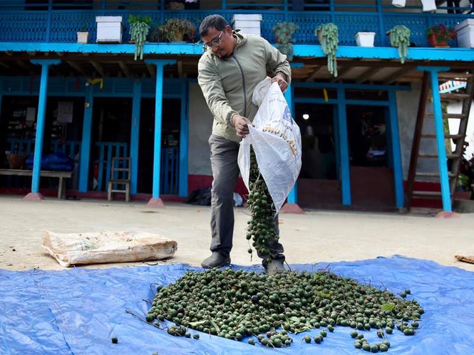 Image from: Rudraksha farming in Nepal: Prosperity meets peril as farmers chase Chinese market demand