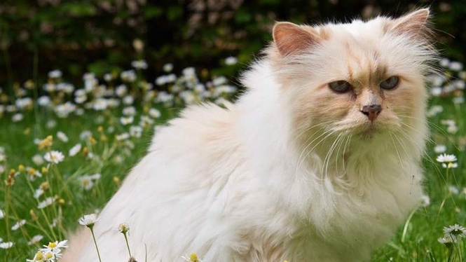 Image from: Karl Lagerfeld's cat: 7 years on, Choupette is still waiting for her inheritance