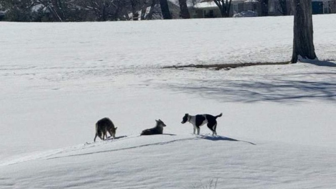 Image from: Missing dog found after a year living with a pack of wild coyotes