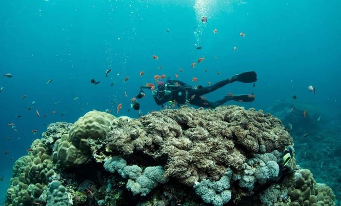 Image from: Divers Explored Earth’s Most Mysterious Ocean Habitat and Found 31 New Species Few Humans Have Ever Seen