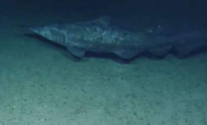 Image from: Scientists Captured Rare Footage of a “Living Fossil” Shark Nearly 700 Meters Deeper Than Ever Before in the Remote Waters of the Pacific