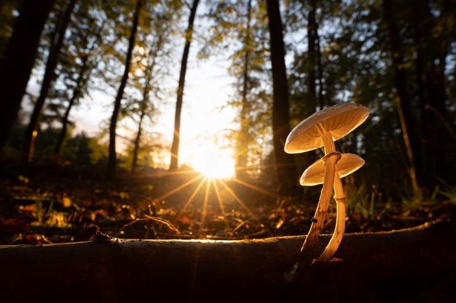 Image from: Fungal highways are vast, yet hidden underground – new study