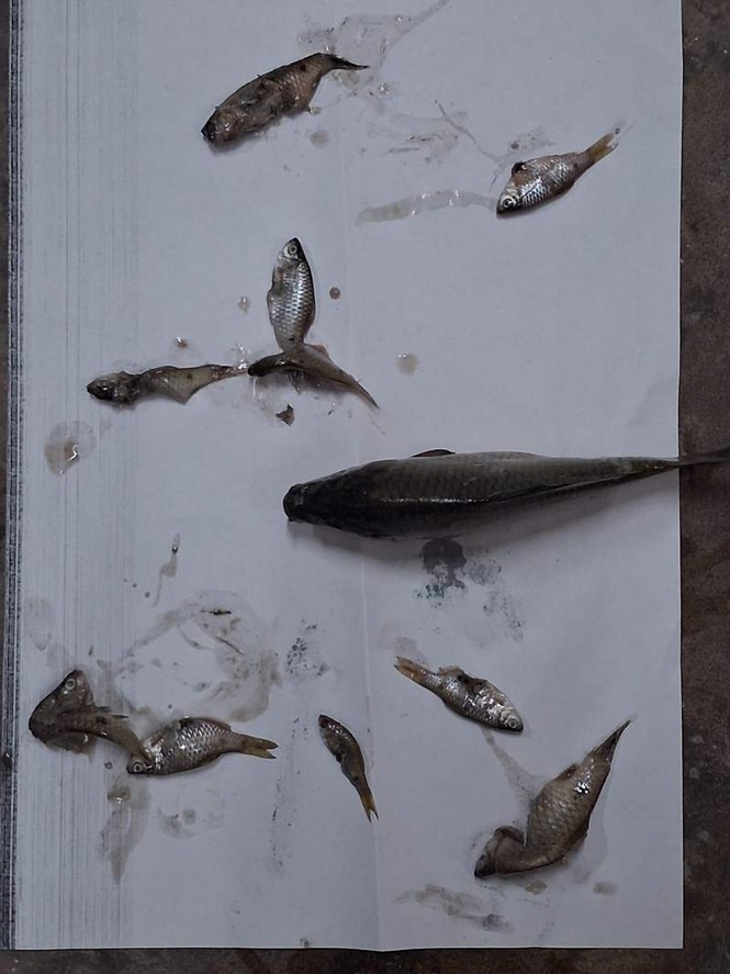 Image from: Sewage kills fish in Ratti stream: HPSPCB issues show-cause notice to Mandi industrial area authority