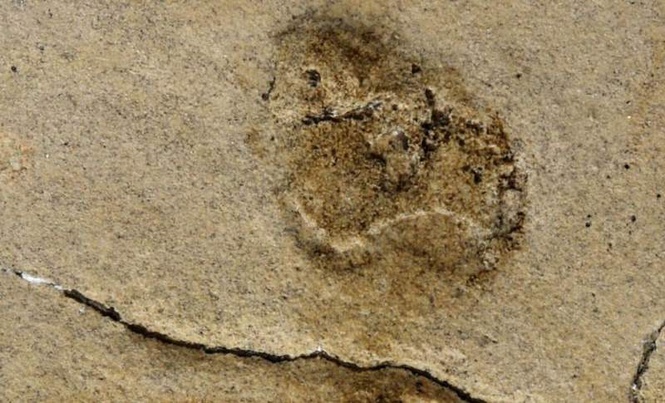 Image from: Researchers Found the Oldest Human-Like Footprints Ever Identified Hidden in Fossilized Beach Sediments