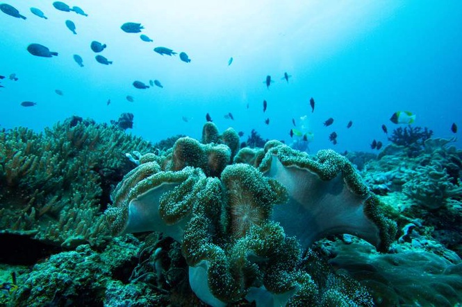 Image from: Zoological Survey of India identifies coral translocation sites for Great Nicobar Project