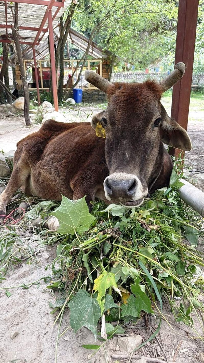 Image from: Rescued cow in Tirthan Valley sparks debate over ‘broken’ tagging system