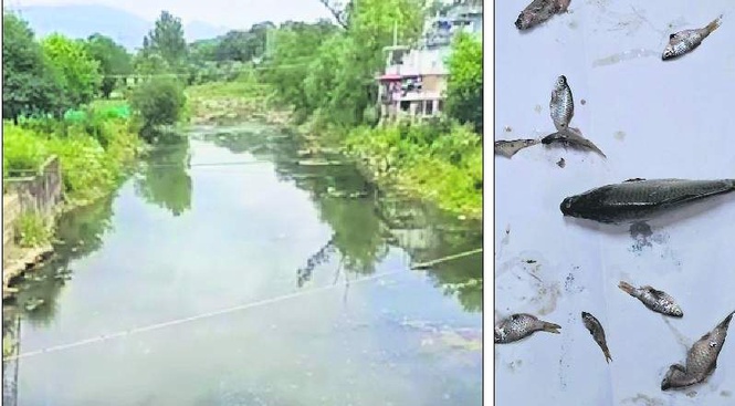 Image from: Sewage leak suspected behind mass fish death in Mandi stream