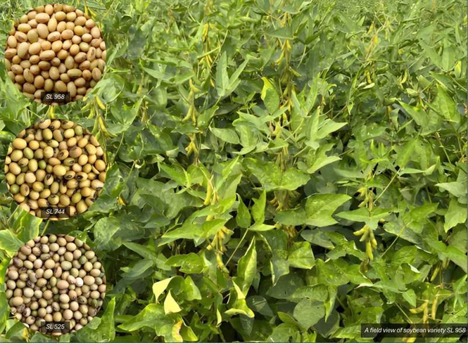 Image from: Soybean a viable option to break away from paddy-wheat cycle, say Ludhiana agri varsity experts