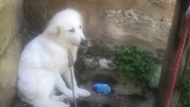Image from: Abandoned puppy rescued, then the shocking truth about his owner comes to light