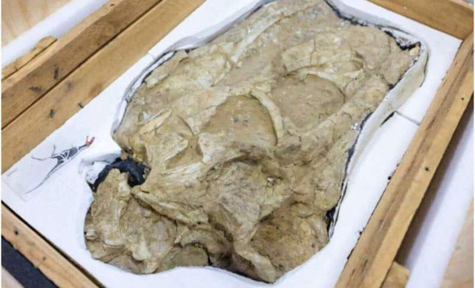Image from: Stolen Nearly 20 Years Ago, the Fossils of This Giant Predator That Once Roamed Ancient Asia Have Finally Returned Home